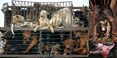 Petition the Chinese government to stop the Yulin dog eating ...