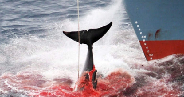 New Zealand and Australian governments: Arrest the Japanese whalers in the Southern Ocean and anywhere they sail.