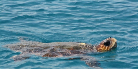 Help Save the Mediterranean Sea Turtles of Zakynthos.