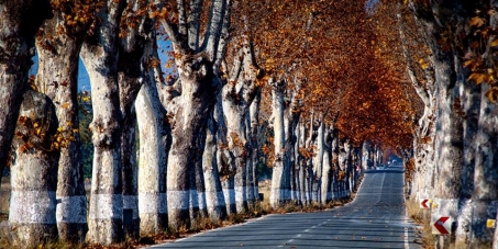 Ayuntamiento de Caravaca y Gobierno Región de Murcia: Declaración de monumento natural de la plataneda centenaria de Caravaca
