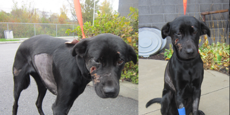 JUSTICE FOR BREEZY (Dog kicked and beaten with a shovel and rake, and tossed in a dumpster in Ottawa, Ontario, Canada)