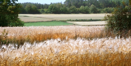 STOP the restriction on seeds and plants