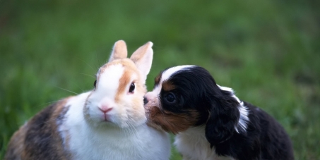 Selo nos produtos informando se testa em animais