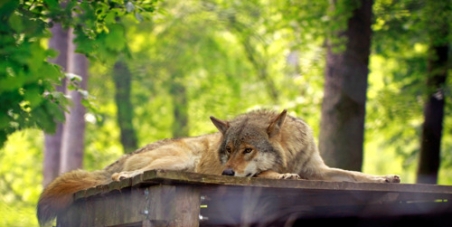 Save the Swedish wolves!