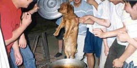 Ban Ki Moon UN Sec Gen (World Education) - kids in your OWN COUNTRY are taught to torture dogs?? This is a hypocracy.