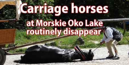 Ban The Carriage Horse Transport to Morskie Oko Lake in the Tatra National Park in Poland