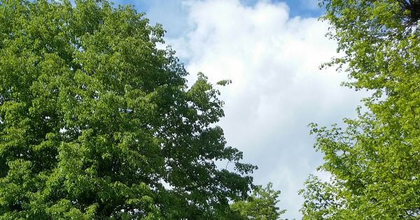 Powstrzymajmy wycinkę starych lip w Szamotułach