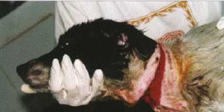 Stop the barbaric and cruel treatment of Spanish hunting dogs