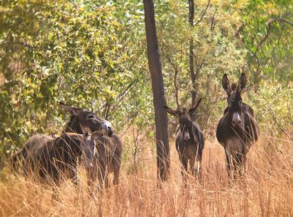 Stop the Killing of Wild Donkeys in Western Australia