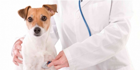 Clínicas Veterinárias Públicas em todo o Brasil