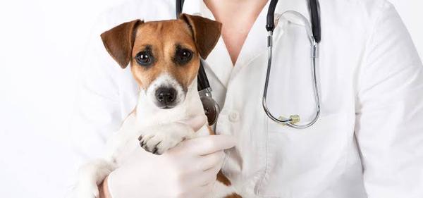 Hospital Público Veterinário em Ubatuba