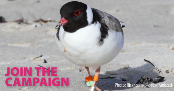 Save the hooded plover from extinction