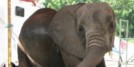 FREE NOSEY THE CIRCUS ELEPHANT-GET HUGO LIEBEL IN JAIL!