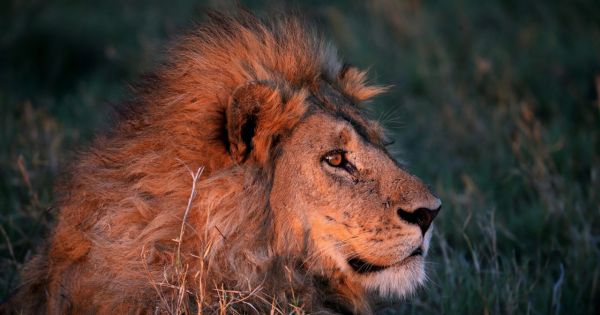 South Africa: Stop cruel lion breeding in its tracks