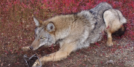 Canada Goose Inc. Stop using fur from Coyotes