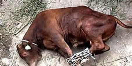 Tony Abbott MP of Australia: Ban Live Export