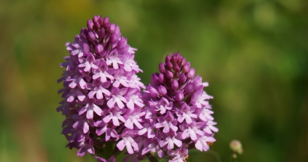 Maire de Courcoué: Protéger les orchidées sauvages