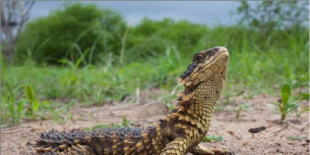 Department of Arts and Culture: Make Sungazers South Africa's national lizard