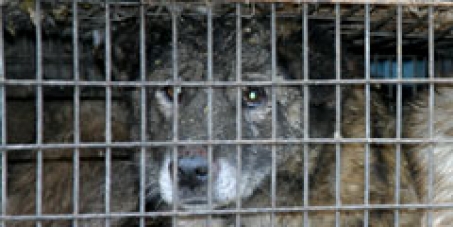 Stoppt Die Chinesische Massenschlachtung U Tierqualerei