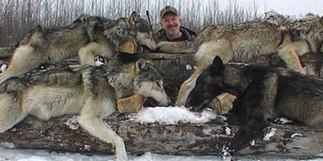 UNTIL MONTANA CALLS OFF STATE SANCTIONED WOLF HUNTS, WITHHOLD YOUR TOURISM DOLLARS FROM MONTANA.