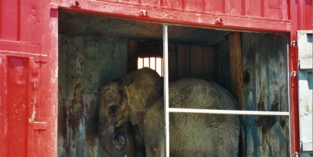 Interdire les animaux sauvages dans les cirques en France. Ban wild animals in circuses in France.