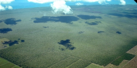 Save the Tripa Peat Swamps