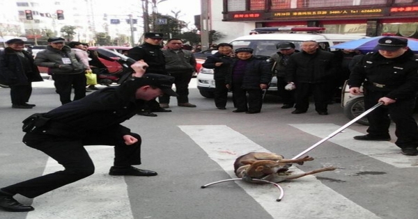 STOP ANIMAL CRUELTY - Brutal killing of animals in China!