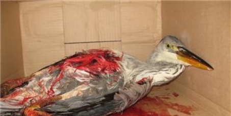 Stop the illegal hunting of Birds, Malta!