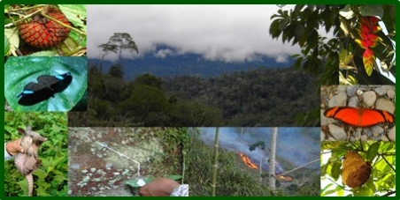 Stoppt die Zerstörung des Regenwaldes!