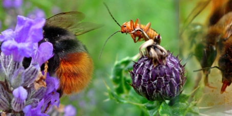 Stop Amazon Selling Bee-Killing Poisons