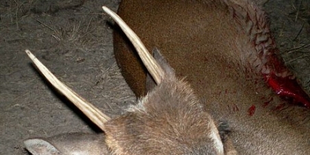 FIRMA PARA PROHIBIR LA CAZA DEPORTIVA DE ESPECIES DE FAUNA AUTOCTONA EN URUGUAY