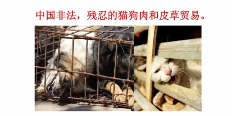 Outlaw the horrific dog and cat meat and fur trade within China