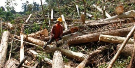 En contra de la tala de árboles en colombia