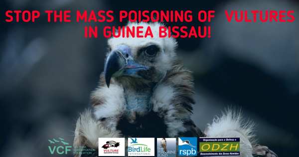 Stop the Mass Killings of Critically Endangered Vultures in Guinea-Bissau!