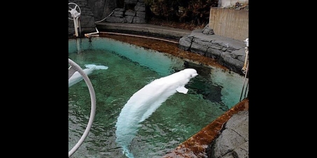 Urge Vancouver Aquarium not to replace the Beluga whale