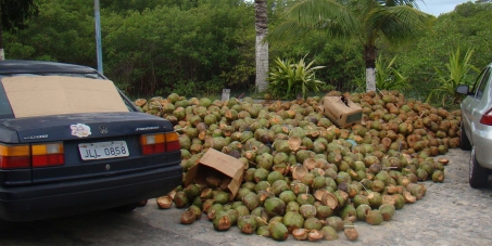 O coco verde após ter sua água consumida deveria ser encaminhado para reciclagem. Concorda??