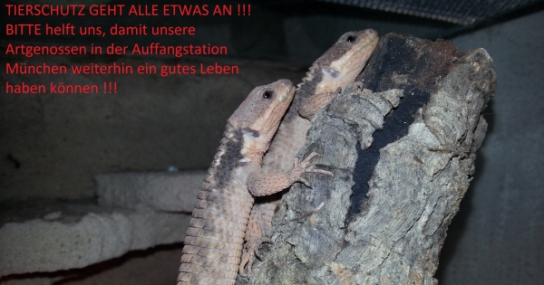 Bayerische Staatsregierung: Wir fordern Sie auf, die Reptilienauffangstation München zu retten