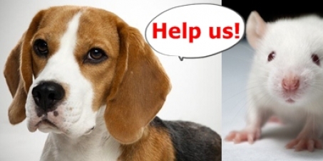 Stop using beagles and mice to experiment with the rabies virus in Taiwan!