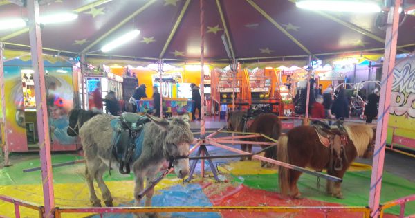 Mairie d'Albi : La fin des animaux exploités dans la fête foraine d'Albi 