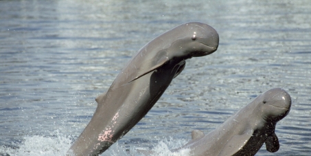 SAVE the Mekong River - 60 Million people & 71 dolphins