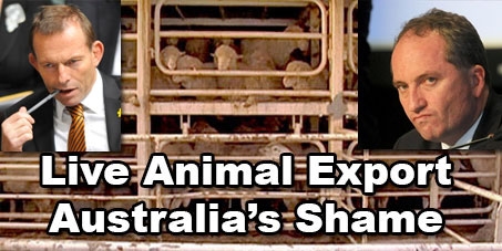 Stop Live Animal Export from Australia