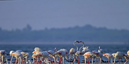 The Secretary, Ministry of Environment and forests: Save Pulicat Bird Sanctuary