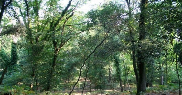 Salviamo la pineta di Viareggio: NO alla via a Sud dello stadio!