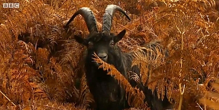 RSPB Scotland: Let the ferral goats move to Hillside Sanctuary! Dont kill them!