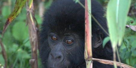 UK Government: Save Virunga National Park. Keep SOCO Out Of Virunga!