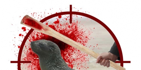 Stop U.S. Funding to Namibia via the MCC until the Namibian Fur Seal Slaughter is stopped.