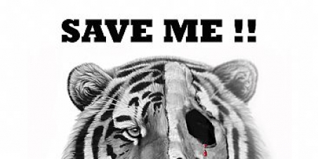 Close all Tiger farms in China