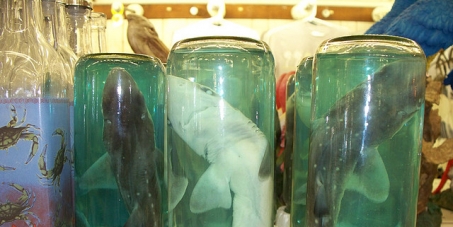 Make putting sharks in a jar illegal.