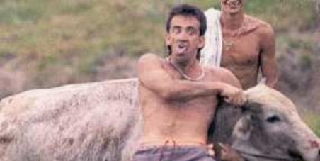 REPRESS the outlawed BULL TORTURE ongoing in Brazil: FARRA do BOI in Santa Catarina