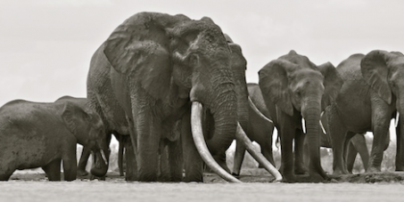 President Kenyatta of Kenya, please give presidential protection to the last great tuskers & arrest the traffickers.